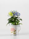 Hortensia Varios Colores con cubre macetas