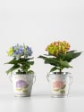 Hortensia Varios Colores con cubre macetas