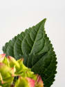 Hortensia Varios Colores con cubre macetas