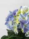 Hortensia Varios Colores con cubre macetas