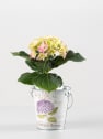 Hortensia Varios Colores con cubre macetas