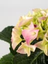 Hortensia Varios Colores con cubre macetas