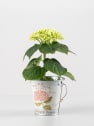 Hortensia Varios Colores con cubre macetas
