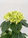 Hortensia Varios Colores con cubre macetas