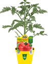 Tomate injertado Gigante Buffalosteak F1 - Planta de huerto