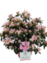 Azalea 'Pink Spider'