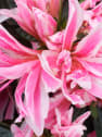 Azalea 'Pink Spider'