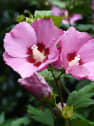 Hibiscus syriacus 'Pink Giant'