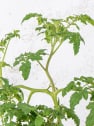 Tomate injertado Redondo Honey Moon - Planta de huerto