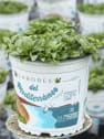 Poleo (mentha pulegium) - Planta aromática