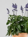 Salvia 'Mystic'