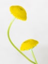Cotula lineariloba
