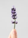 Lavandula angustifolia - Planta aromática