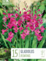 Bulbos de Gladiolus × byzantinus
