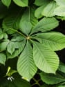 Aesculus hippocastanum (Castaño de las indias)