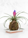 Kokedama de Tillandsia