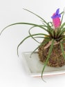 Kokedama de Tillandsia