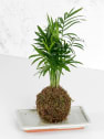 Kokedama de Chamaedorea