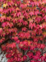 Parthenocissus 'Robusta' (Parra virgen)