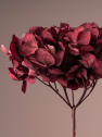 Hortensia Preservada Bizancio