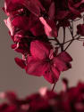 Hortensia Preservada Bizancio