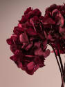 Hortensia Preservada Bizancio