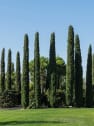 Ciprés Mediterráneo - Cupressus sempervirens 'Stricta'