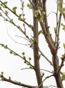 Prunus Glandulosa "Alba Plena"