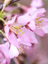 Prunus Incam "Okame"