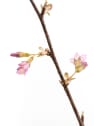 Prunus Incam "Okame"