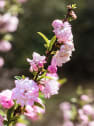 Prunus Glandulosa "Rosea Plena"