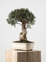 Bonsai Olivo silvestre (Olea oleaster)