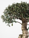 Bonsai Olivo silvestre (Olea oleaster)