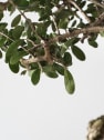 Bonsai Olivo silvestre (Olea oleaster)