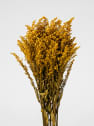 Ramillete Preservado de Solidago amarillo