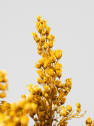Ramillete Preservado de Solidago amarillo