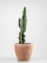 Euphorbia ingens