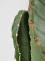 Euphorbia ingens