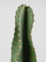 Euphorbia ingens