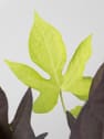 Ipomoea batatas - Boniato ornamental