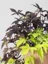 Ipomoea batatas - Boniato ornamental