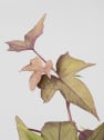 Ipomoea batatas - Boniato ornamental