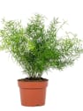 Asparagus sprengeri (Esparraguera de jardín)