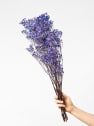 Ramillete Preservado de Paniculata Xlence morado