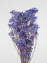 Ramillete Preservado de Paniculata Xlence morado