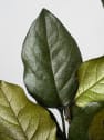 Ramillete Preservado de Salal verde
