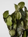 Ramillete Preservado de Salal verde