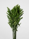 Ramillete Preservado de Solidago verde