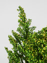 Ramillete Preservado de Solidago verde