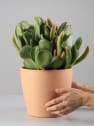 Kalanchoe Oricula